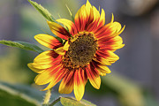 Sunflower 2018-1 #1 Photograph by Thomas Young