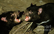 Tasmanian Devil Sarcophilus Harrisi #1 Photograph by Gerard Lacz