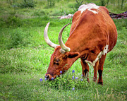 Texas Longhorn Grazing #1 Photograph by Robert Bellomy