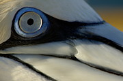 The eye of a Northern Gannet #1 Photograph by Sami Sarkis Photography