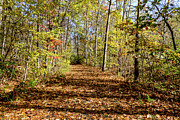 The Outlet Trail #1 Photograph by William Norton The Outlet Trail #1 Photograph by William Norton