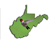 The Ruby-throated Hummingbird #1 Photograph by Dan Friend