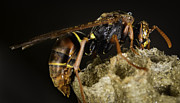 The Wasp #1 Photograph by Chris Cousins