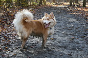 The Wonder Dog #1 Photograph by Brad Nellis
