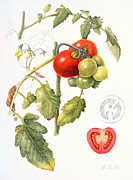 Tomatoes Painting by Margaret Ann Eden