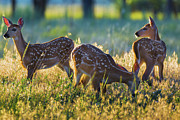 Triplets #1 Photograph by John De Bord