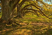 Tunnel Of The Oaks #1 Photograph by Adam Jewell