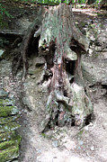 Unusual tree root #1 Photograph by Susan Jensen