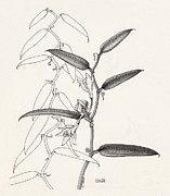 Vanilla Drawing by Judith Kunzle