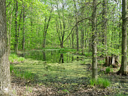 Vernal Pool #1 Photograph by Peggy King