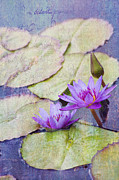 Water Lilies #2 Photograph by Diane Macdonald