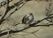 White-Crowned Sparrow Photograph by Holden The Moment White-Crowned Sparrow Photograph by Holden The Moment