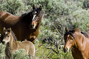 Wild Mustang Herd Photograph by Waterdancer 