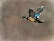 Wood Duck Flight #2 Photograph by Art Cole