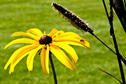 1 Yellow Daisy 2 Yellow Bugs Photograph by Andee Design