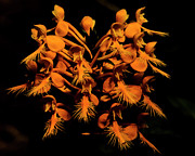 Yellow fringed orchid #1 Photograph by Barbara Bowen