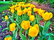 Yellow Tulips #1 Painting by Chris Montcalmo