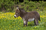 Miniature Donkey Foal Photograph by Jean-Louis Klein Marie-Luce Hubert