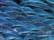 Shark Skin, Sem #10 Photograph by Ted Kinsman