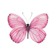 106 Pink Marcia Butterfly Painting by Amy Kirkpatrick