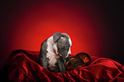 American Pitbull Puppy #11 Photograph by Peter Lakomy