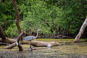 Blue Heron #11 Photograph by Peter Lakomy