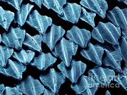 Shark Skin, Sem #11 Photograph by Ted Kinsman