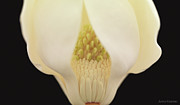 Magnolia Photograph by Anne Geddes