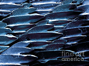 Shark Skin, Sem #12 Photograph by Ted Kinsman