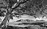 Wilpena Pound #12 Photograph by Bill Robinson Wilpena Pound #12 Photograph by Bill Robinson