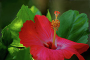 13- Red Hibiscus Photograph by Joseph Keane