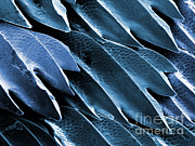 Shark Skin, Sem #14 Photograph by Ted Kinsman