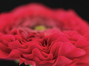 Ranunculus in Bloom Photograph by Anne Geddes