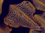 Shark Skin, Sem #15 Photograph by Ted Kinsman