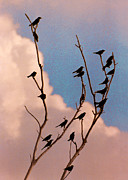 19 Blackbirds Photograph by Steve Karol
