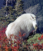 1M4900 Mountain Goat near Mt. St. Helens Photograph by Ed Cooper Photography