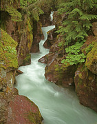 1M8115 Avalanche Gorge MT Photograph by Ed Cooper Photography