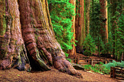 Ancient General Sherman Tree in Sequoia National Park #2 Photograph by Miroslav Liska