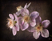 Blackberry Flowers #2 Photograph by Endre Balogh