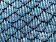 Blacktip Reef Shark Skin, Sem #2 Photograph by Ted Kinsman