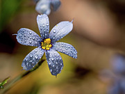 Blue Eyed Grass Flower #2 Photograph by Brad Boland