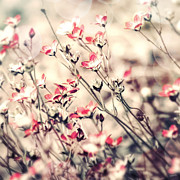 Carefree #2 Photograph by Bonnie Bruno
