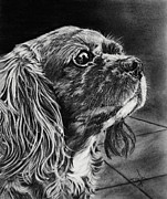 Cavalier II Drawing by Terri Mills