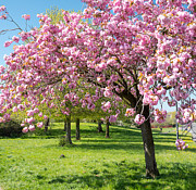 Cherry blossom tree #2 Photograph by Colin Rayner