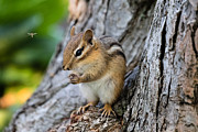 Chipmunk Cutie #2 Photograph by Dawna Moore Photography