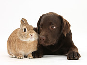 Chocolate Lab & Netherland-cross Rabbit #2 Photograph by Mark Taylor Chocolate Lab & Netherland-cross Rabbit #2 Photograph by Mark Taylor