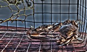 2 Crabs in trap Photograph by Gulf Coast Aerials -