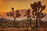 Early Light at Joshua Tree #2 Photograph by Theo O'Connor