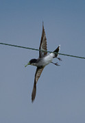 Eastern Kingbird #2 Photograph by Holden The Moment Eastern Kingbird #2 Photograph by Holden The Moment
