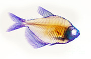 Fish Skeleton #2 Photograph by Scott Camazine